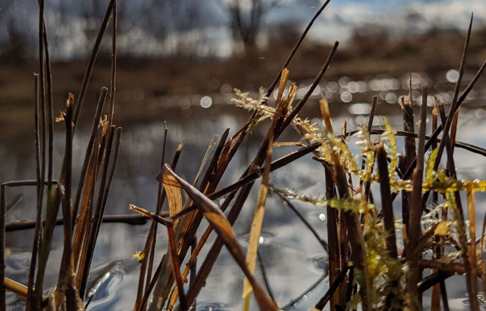 Frühling im Naturschutzgebiet
